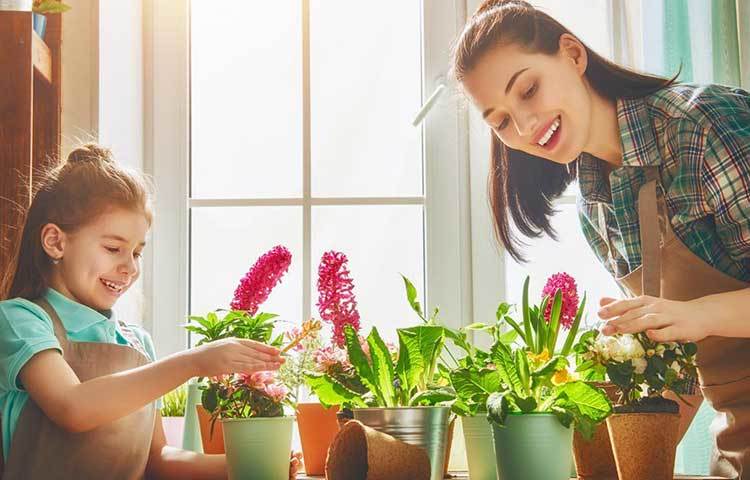 আপনার ঘর দূষণমুক্ত করতে যেসব গাছ রাখবেন