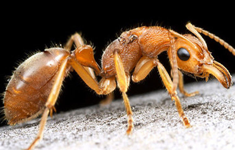 যে ডাইনোসর পিঁপড়ে বিলুপ্ত হওয়া থেকে শহরকে বাঁচিয়েছিল