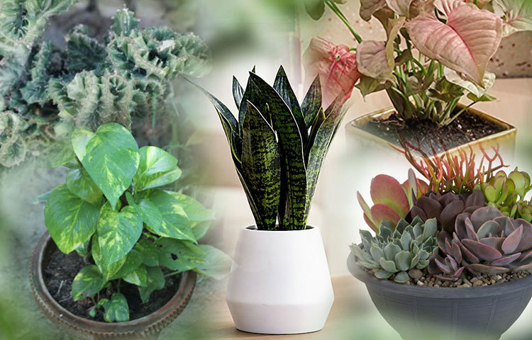 বাহারি এই সব গাছ সামান্য যত্নেই সাজিয়ে তুলবে আপনার ঘর