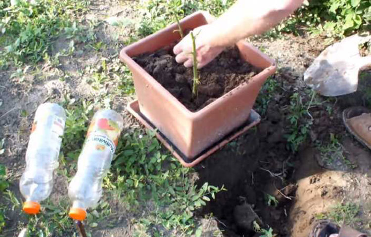 আলু থেকেই পাবেন গোলাপ ফুল