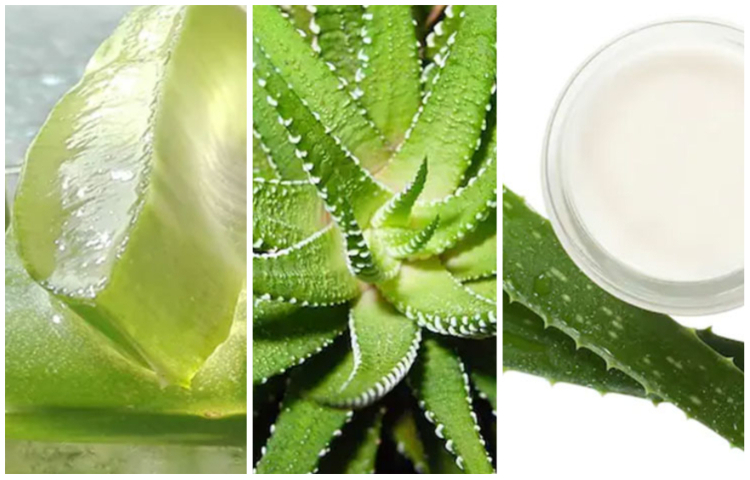 সান বার্নস দূর করতে যেভাবে অ্যালোভেরা ব্যবহার করবেন