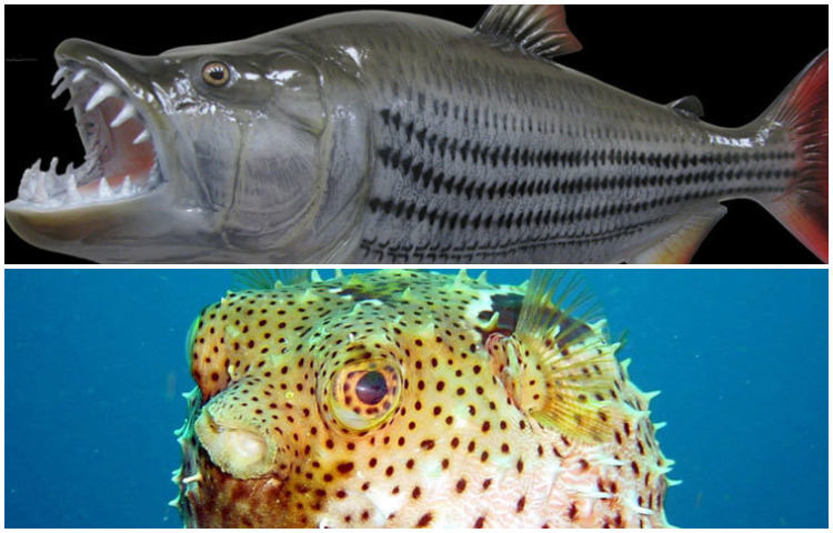 যেসব মাছ ভীষণ ভয়ঙ্কর