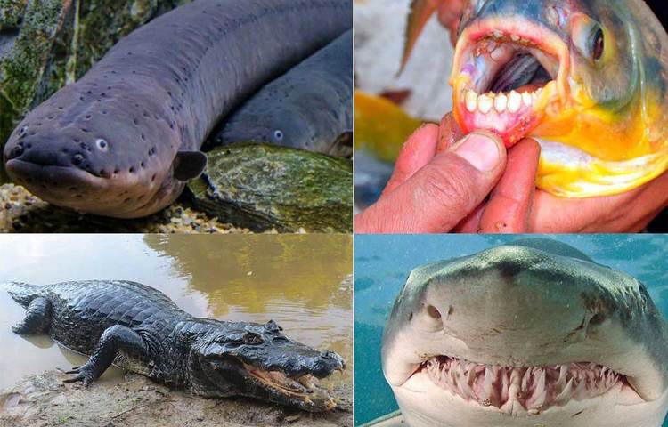 জেনে নিন অ্যামাজনের ভয়ঙ্কর প্রাণীগুলো সম্পর্কে