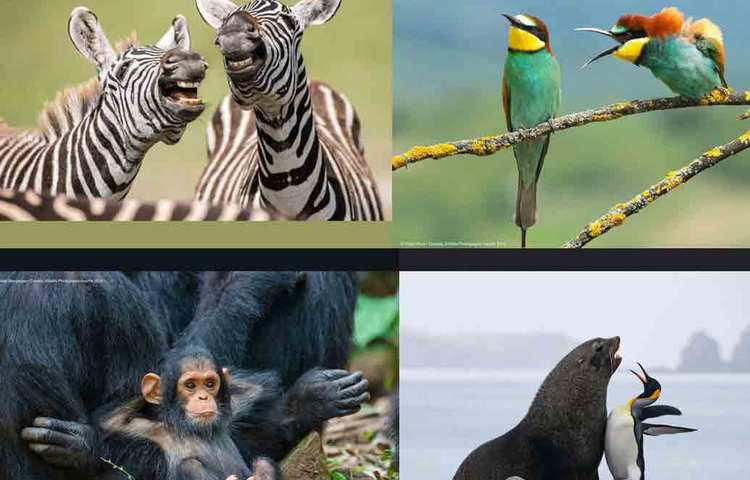 কমেডি ওয়াইল্ডলাইফ অ্যাওয়ার্ডসের যে ছবিগুলো মন ভালো করবেই