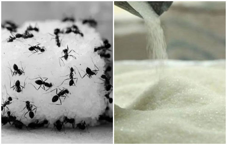 জেনে নিন পিঁপড়ের কবল থেকে চিনি বাঁচানোর সহজ উপায়