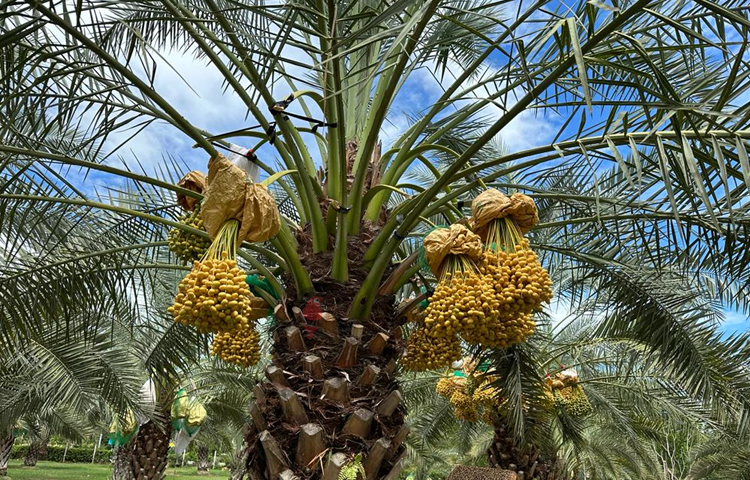 অপরূপ থাইল্যান্ডের ‘৯৯৯’ খেজুর বাগান