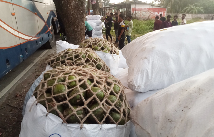 ঝালকাঠির আমড়া যাচ্ছে বিদেশে