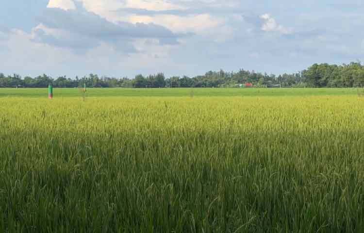 বাতাসের ছন্দে দুলছে কৃষকের স্বপ্ন