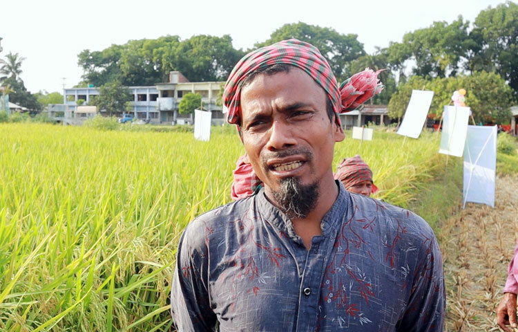 নতুন জাতের ধানে সফল কৃষক