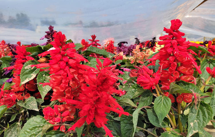 সাগরপাড়ে ফুলের মেলা