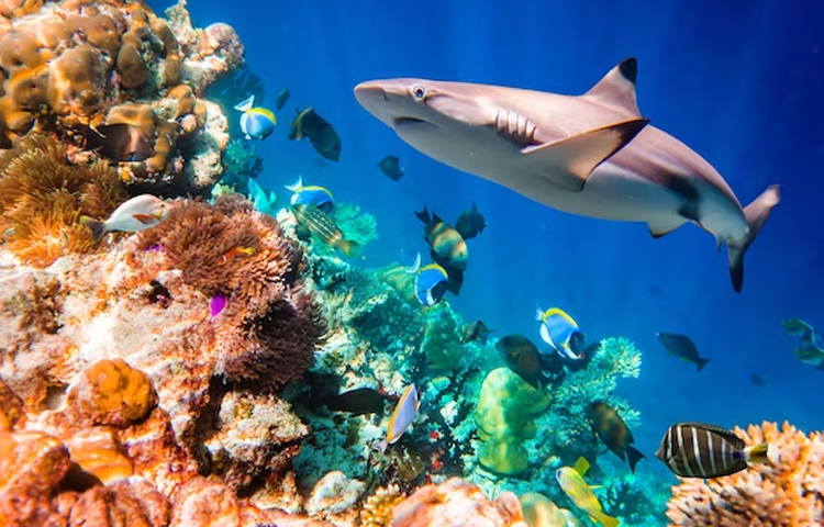 জীববৈচিত্র্যে ভরপুর গ্রেট ব্যারিয়ার রিফ