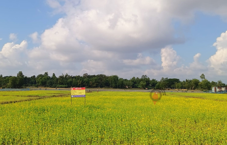 সবুজের মাঝে হলুদের সমারোহ