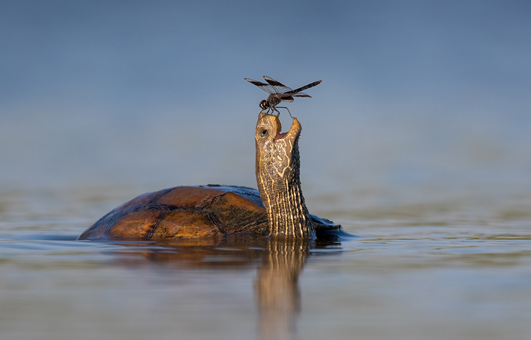বছরের সেরা ৫ ওয়াইল্ডলাইফ ফটোগ্রাফি