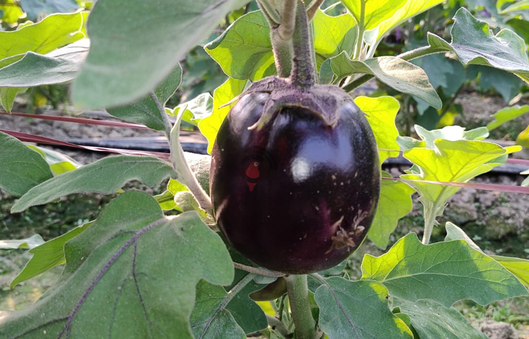 তাল বেগুন চাষে লাভবান কৃষক