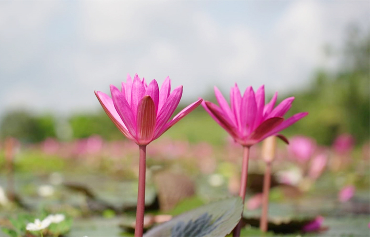 শাপলায় ভরপুর যেসব বিল