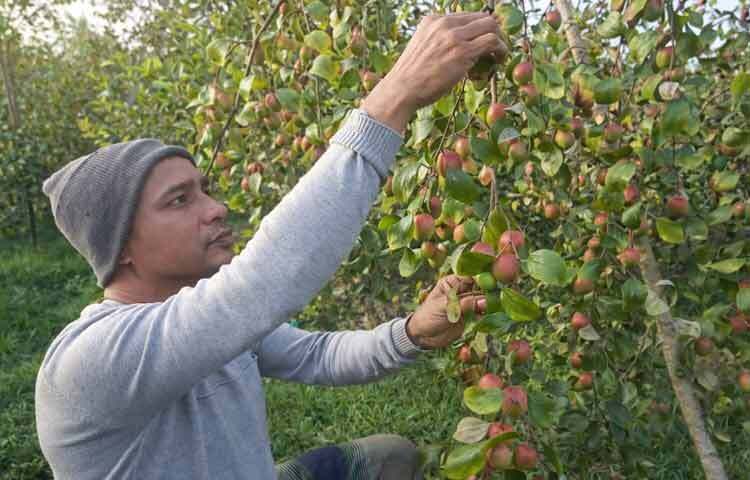 ছবিতে শিক্ষকের স্বপ্নের বরই বাগান