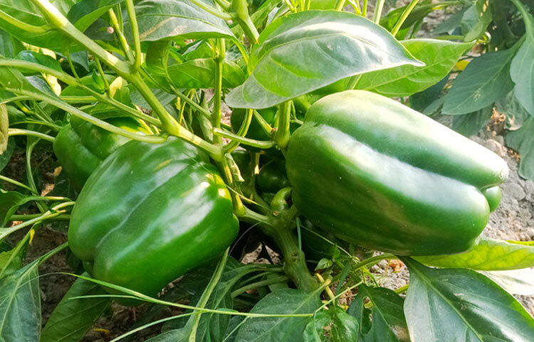 ভিটামিনে ভরপুর ক্যাপসিকাম