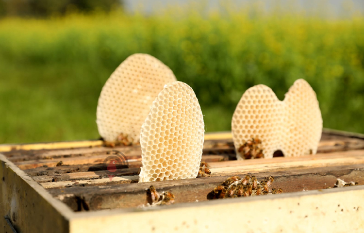 ঝাঁজালো সর্ষের মিষ্টি মধু