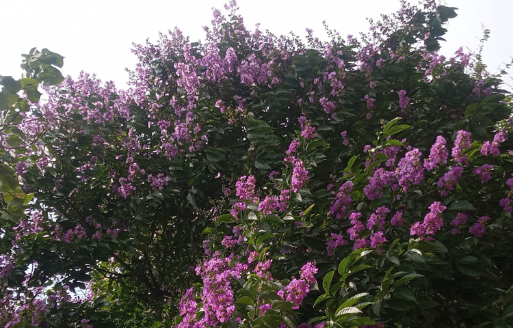 Mushukni yalaydi Priyanka erotik rasmlar