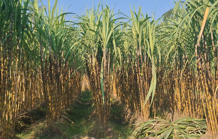 বাগেরহাটে ফিরছে আখের সুদিন