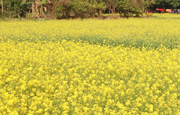 সরিষার হলুদ ফুলে সেজেছে মাঠ