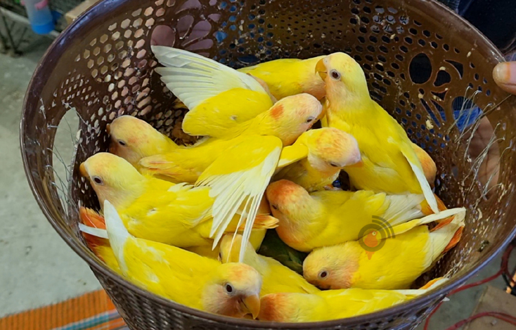 লাভবার্ডসের ব্রিডিং ফার্মে সফল প্রতিবন্ধী আরিফুজ্জামান