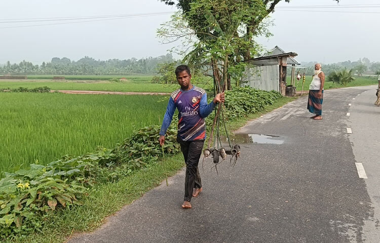 ইঁদুর মেরেই ৪০ হাজার টাকা আয় করেন আসাদুজ্জামান