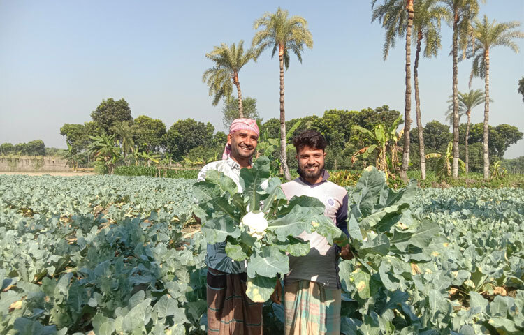 চুয়াডাঙ্গায় ফুলকপির বাম্পার ফলন