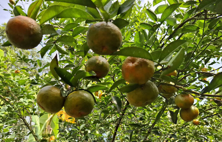 গাছে গাছে ঝুলছে রঙিন কমলা