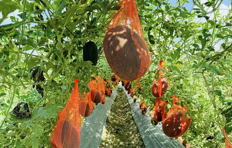 মাচায় ঝুলছে রং-বেরঙের তরমুজ