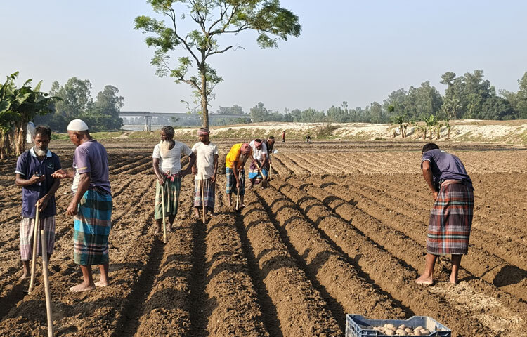 আলু চাষে ব্যস্ত দিনাজপুরের কৃষকরা