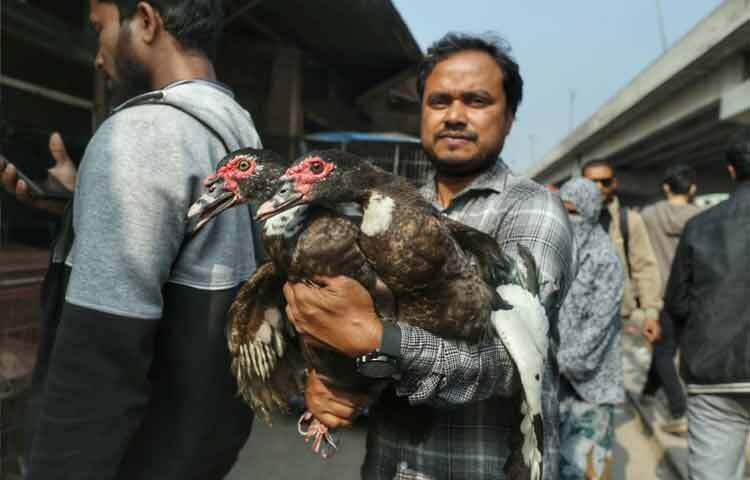শীতের রোববারে টঙ্গীর হাটে হাঁসের রাজত্ব