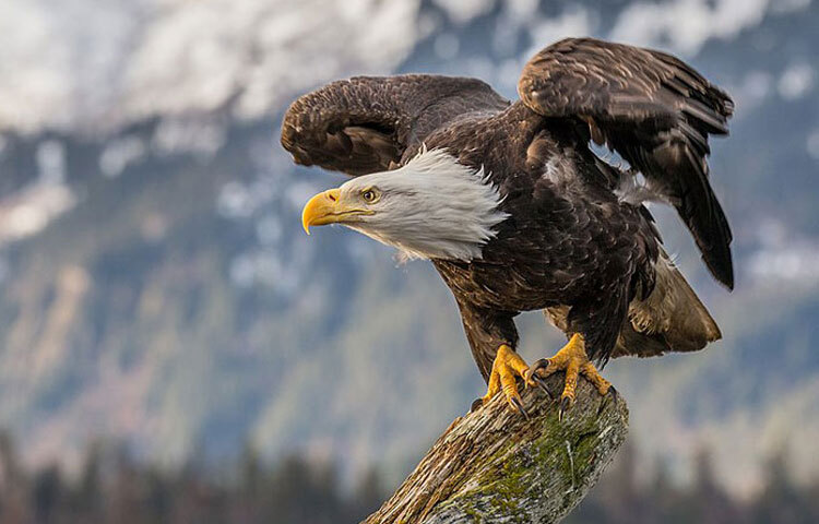 যে ৭ নীতি মেনে চলে পাখির রাজা ঈগল