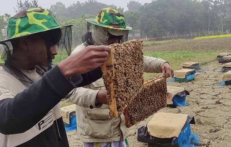 মাগুরায় মধু চাষে বাবা-ছেলের বাজিমাত