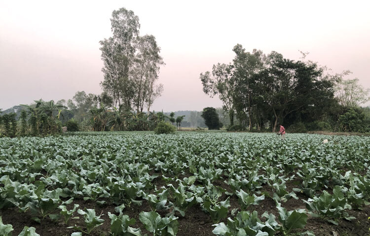 মিরসরাইয়ের মাঠে এখন সবুজের সমারোহ