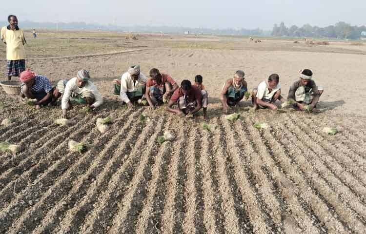 শীতের মধ্যেই চলছে পেঁয়াজের চারা রোপণ