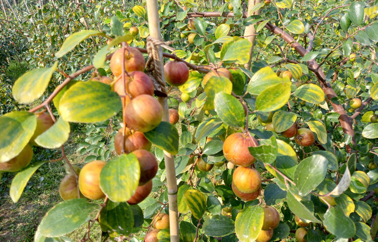 হার্টের জন্য দারুণ উপকারী বরই