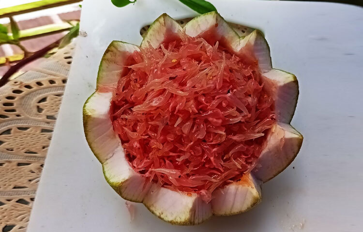 ক্যান্সার প্রতিরোধে খান জাম্বুরা