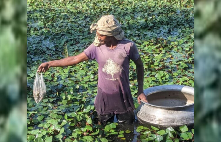 শেরপুরে বাড়ছে পানিফল চাষ
