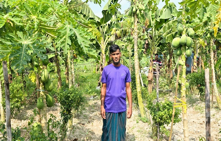 পেঁপে চাষে সফল সোনারগাঁয়ের আবু তাহের