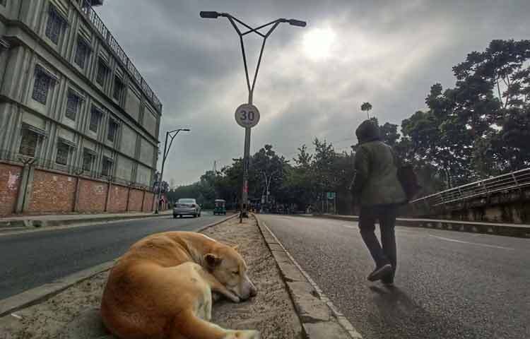 কুয়াশা ভেদ করে উঁকি দিল সূর্য