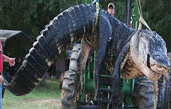 বিশ্বের সব থেকে বড় কুমির