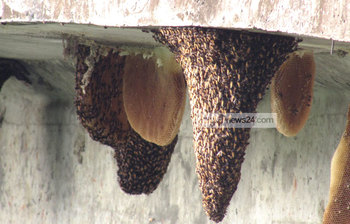 মধুভরা মৌচাক