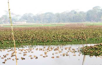 হাওড়ে এখনও অতিথি পাখি
