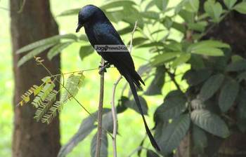 ফিঙে পাখির লেজ ঝোলা