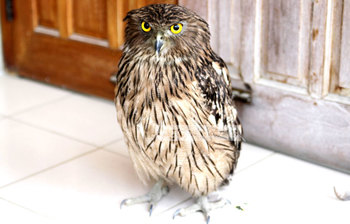 বিরল প্রজাতির খয়রা মেছোপ্যাঁচা