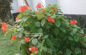 দাবদাহের মাঝে ফুলেল প্রকৃতি