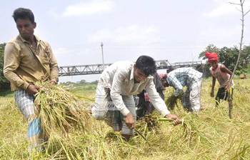 কৃষকের শ্রমে ফসলের হাসি