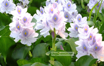 নয়নাভিরাম কচুরি ফুল