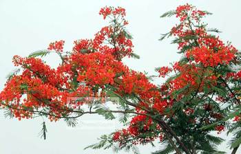 ফুটেছে কৃষ্ণচূড়া